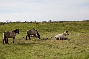 Obraz premium Wild horses on the pasture in The Zuid-Kennemerland National Park, The Netherlands. This park is a conservation area on the west coast of the province of North Holland.