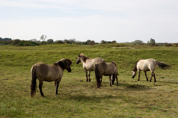 Obraz na płótnie Canvas Wild horses on the pasture in The Zuid-Kennemerland National Park, The Netherlands. This park is a conservation area on the west coast of the province of North Holland.