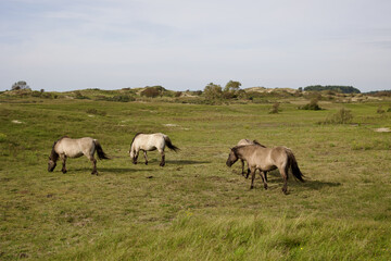 Wild horses on the pasture in The Zuid-Kennemerland National Park, The Netherlands. This park is a...