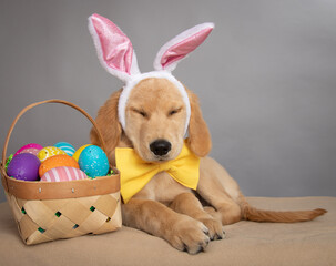 Portrait of a tired golden retriever puppy wearing bunny ears lying next to a basket of Easter eggs