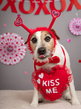 Portrait of a jack russell terrier wearing a kiss me heart around its neck and a heart shaped headband in front of festive decorations