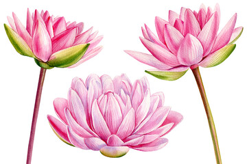 Pink lotus flowers on isolated white background, water lily flower, watercolor flora illustration, botanical painting