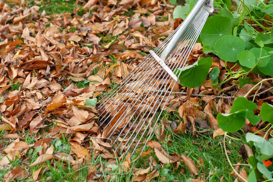 Iron rake on the background of yellow leaves. Horizontal shot.