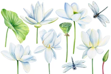 Foto op Canvas Lotus, elegant white flowers, leaf, seed and bud on an isolated white background, watercolor illustration, water lilies © Hanna
