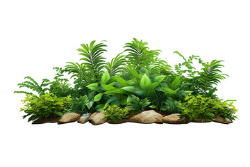 Garden design isolated on white background. Green plants for landscaping. Decorative shrub and flower bed - obrazy, fototapety, plakaty