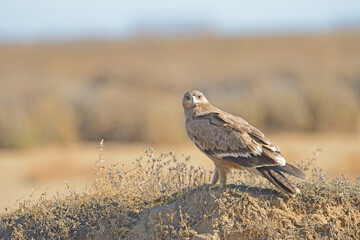 Steppe Eagle, Aquila nipalensis, sitting on grass in meadow, dried wetland plants in the background, Turkey.