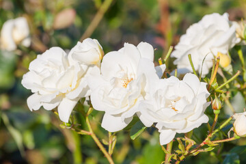 White rose in the Garden