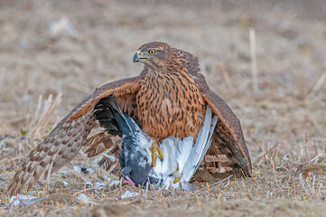 Wildlife scene from nature. Goshawk in yellow vegetation. Goshawk, Accipiter gentilis, feeding on the domestic pigeon it hunts. Bird of prey catching birds in its habitat.