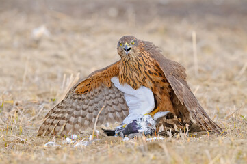 Wildlife scene from nature. Goshawk in yellow vegetation. Goshawk, Accipiter gentilis, feeding on the domestic pigeon it hunts. Bird of prey catching birds in its habitat.