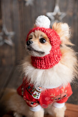 Cute dog in a New Year's costume. Holiday Concept. Pomeranian spitz dressed up in Christmas costume. Beautiful animals in a hat. Holiday puppy