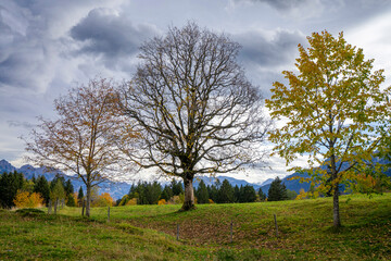 Fototapeta na wymiar Colourful autumn trees in the mountains