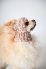 Adorable cream pomeranian dog or puppy wearing a knitted hat on white background
