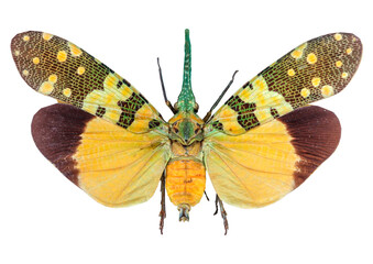 3D Rendering Cicada on White