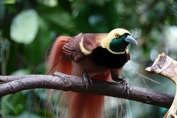 a bird with feathers sitting on a branch near a banana