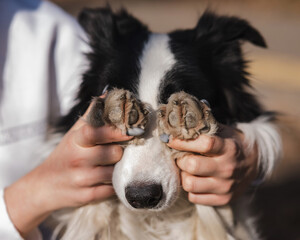 The owner closes the eyes of the border collie dog with his paws. 