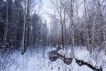 Frozen stream in winter forest