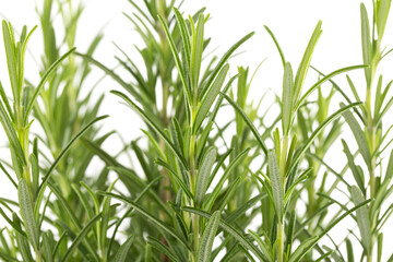 Branches of rosemary on a white background