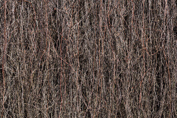 Dried branches on the building wall