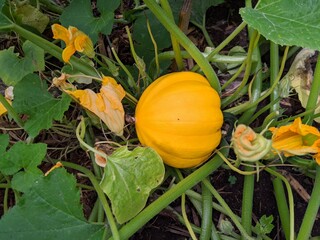 Pumpkins growing in the garden