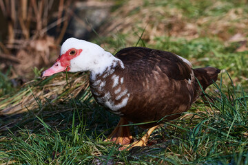 Moschusente ( Cairina moschata )