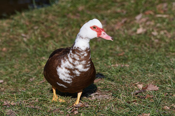 Moschusente ( Cairina moschata )
