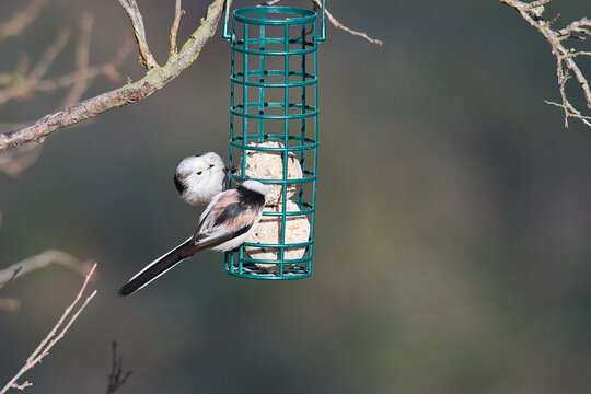 Schwanzmeisen (Aegithalos caudatus) an der Futterstelle