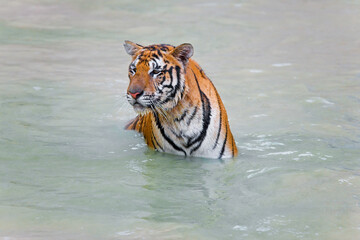 Indochinese tiger or Corbett's tiger (Panthera tigris corbetti), Thailand