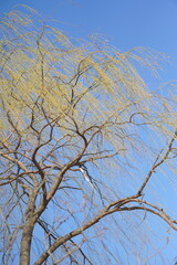 willow tree in spring