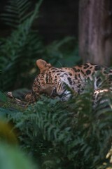 leopard on the rock