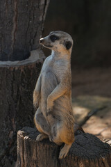 meerkat on guard