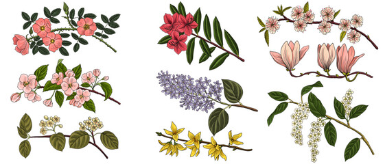 vector drawing spring branch of flowering with green leaves and flowers blooming orchad, isolated at white background, hand drawn illustration