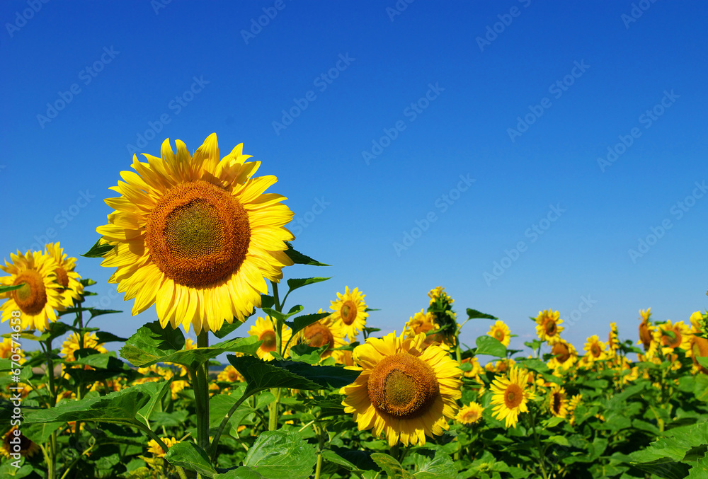 Wall mural  sunflower and blue sky background