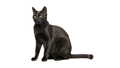 sitting black cat isolated on transparent background cutout