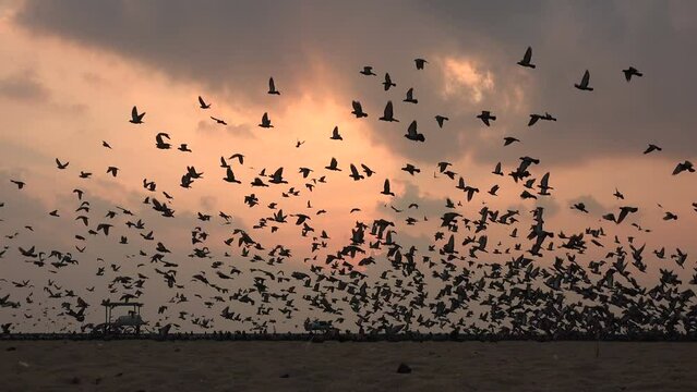 A massive flock of pigeons take off at sunrise, at the beach in Chennai, India