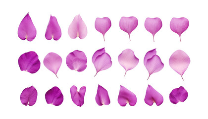 purple petals isolated on transparent background cutout