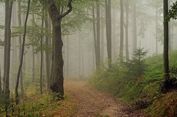 Leśna droga we mgle. - obrazy, fototapety, plakaty