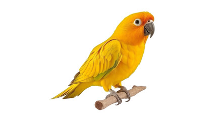 yellow orange parrot isolated on transparent background cutout
