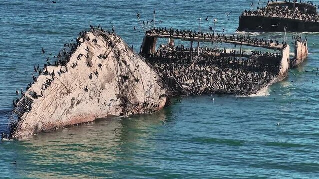 SS Palo Alto or Aptos Cement Ship, Aptos, California. Ship wreck covered with thousands of pelicans near the Californian coastline.