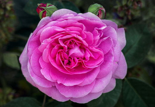 Fragrant pink Gertrude Jekyll rose close up in summer garden