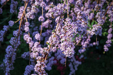 Tiny purple flowers of Buddleja alternifolia shrub branches in early summer close up 3