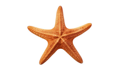Fototapeta na wymiar Amazing Facts About Starfish Transparent PNG