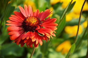 Gaillardia burgundy (blanket flower) flowering in the summer garden, macro image