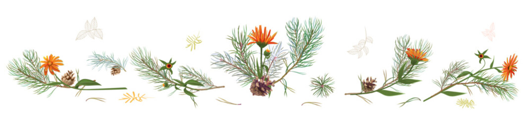 Horizontal panoramic border with pine branches, cones, needles, and marigold flower on white background. Realistic digital Christmas tree in watercolor style. Botanical illustration for design, vector