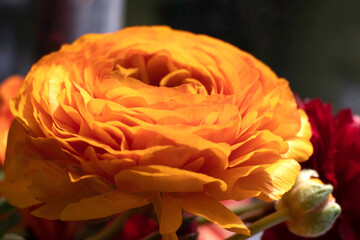 Orange Garden Buttercup Flower Close Up. High-Quality Stock Photos