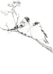 Pencil drawing of two bullfinches on a branch
