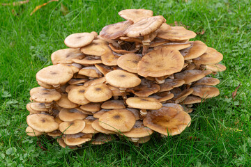 Armillaria Fungus -  Honey Fungus 
