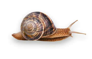 Schnecke