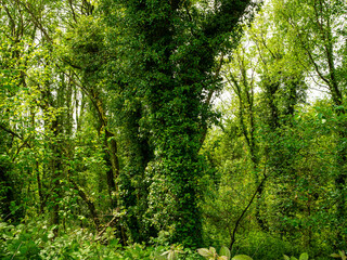 Trees covered in climbing ivy. Does it endanger the health of trees? Or not? This woodland scene, in the Cornish countryside, is an extreme example.