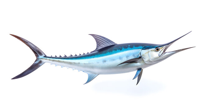A side view photo of a swordfish on white background.