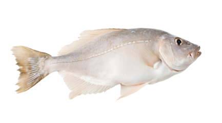 A transparent side view photo of a halibut.